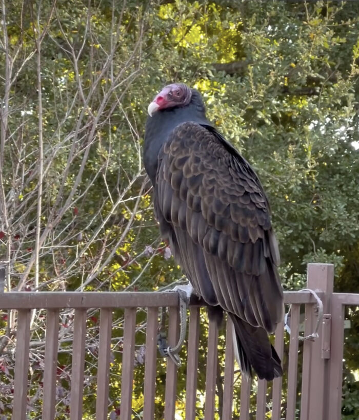 &ldquo;Dog&rdquo; Napping On Porch With Toys Turned Out To Be Not A Dog At All