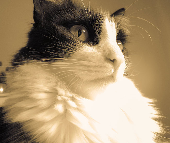 30 Of The Most Unsettling Declassified CIA Documents Available To The Public