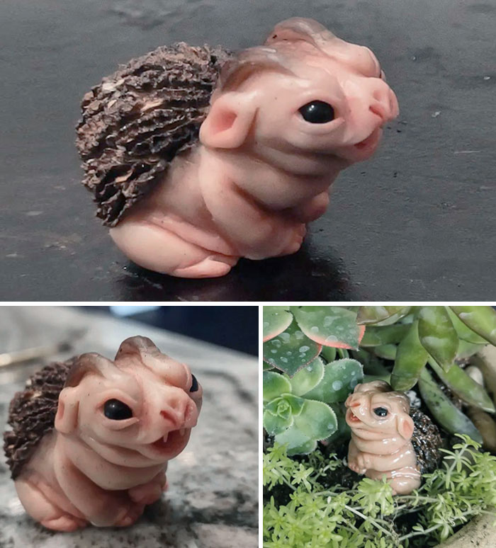 I Made A Little Nut Goblin To Guard My Succulents