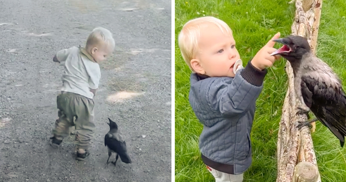 “They Have A Special Bond”: A 2-Year-Old Boy And His Crow