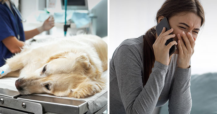 “AITA For Euthanizing My Daughter’s Emotional Support Animal For Her Own Sake?”