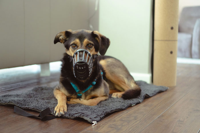 Dog with a muzzle lying on a mat indoors.