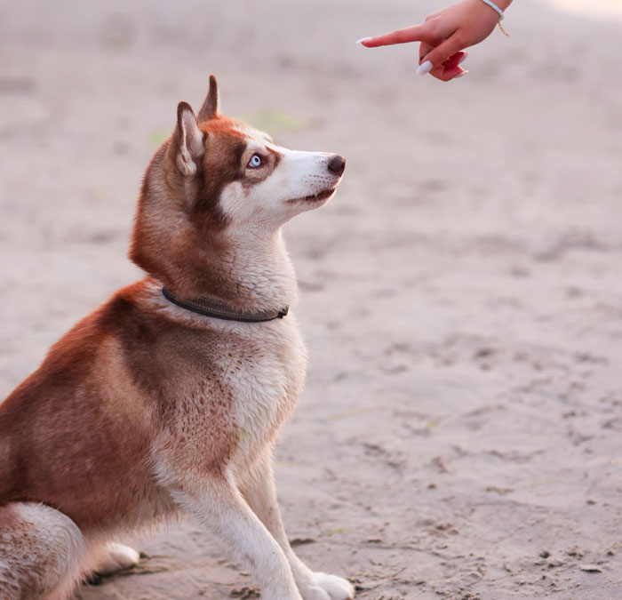 Dog attentively looking up, without a muzzle, as a person points, illustrating canine behavior and barking.