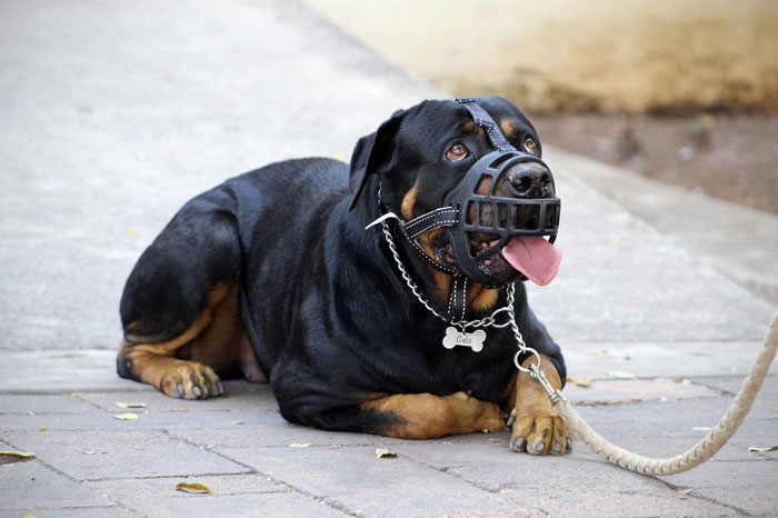 Dog with a muzzle sitting on pavement, exploring if muzzles stop barking.