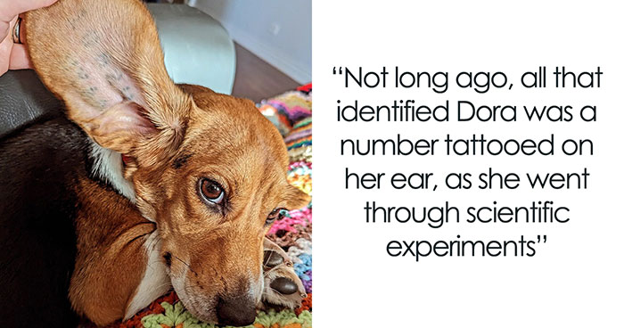 Meet Dora, The Beagle Who Was Rescued From A Lab And Was Given A Chance At A New Life
