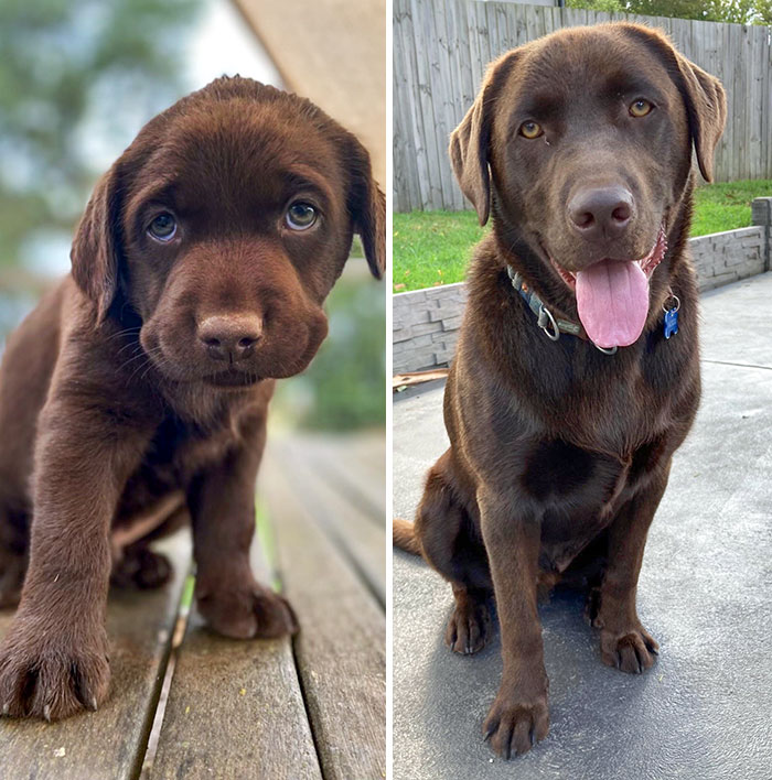 Bruno At 6 Weeks And 1 Year Old
