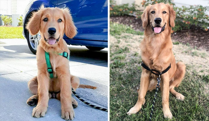 3 Months vs. 8 Months. Finally, I Grew Into Those Ears