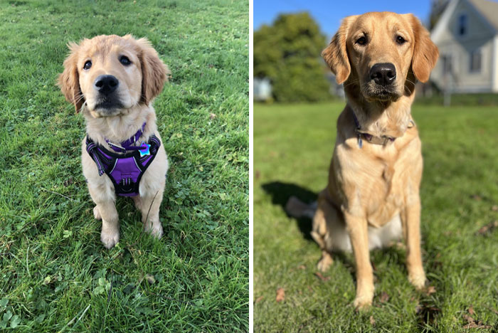 My Human Said I Grew Up Too Fast