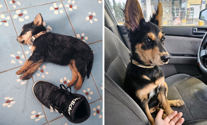 My Little Girl When She Arrived vs. Her Now