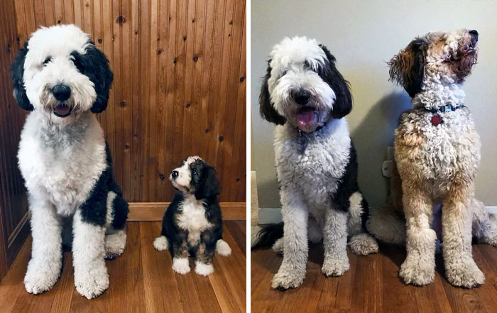 My Puppy Very Proud Of Himself For Doing Such A Big Grow