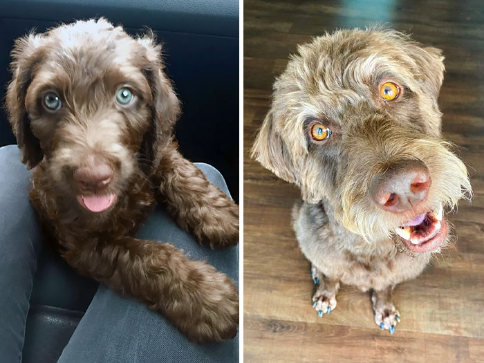 His Eyes Changed, But They Stayed Beautiful. Yesterday, He Turned 7 Years Old