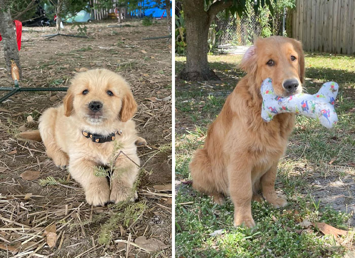 Bo Is Growing So Fast. 7 Weeks vs. 5 Months