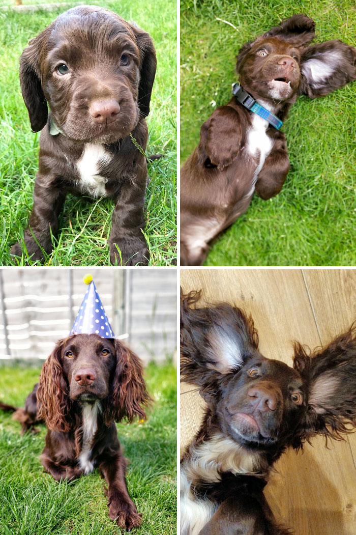 Bowie Big Ears. 6 Weeks Old To 1 Year
