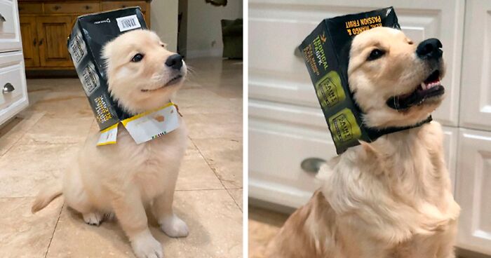 50 Pics Of Dogs As Puppies And All Grown Up (New Pics)