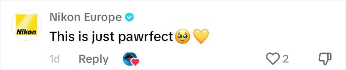 Dog Daycare Steals The Show, Recreating Hilarious Movie Posters Of Oscar-Nominated Films (10 Posters)