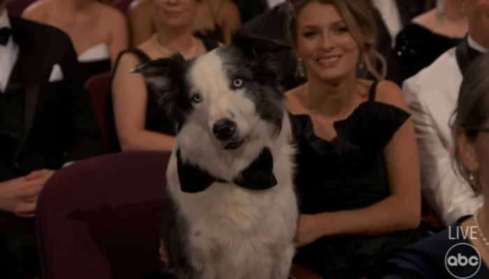 Messi The Dog Steals The Show