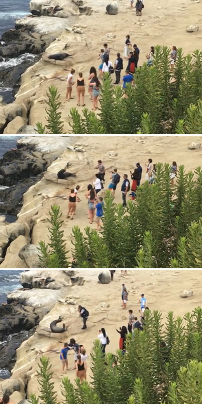 Tourists Disrespect Wild Sea Lion And Invade Its Space. Even When It Tries To Scare Them Off, They Laugh