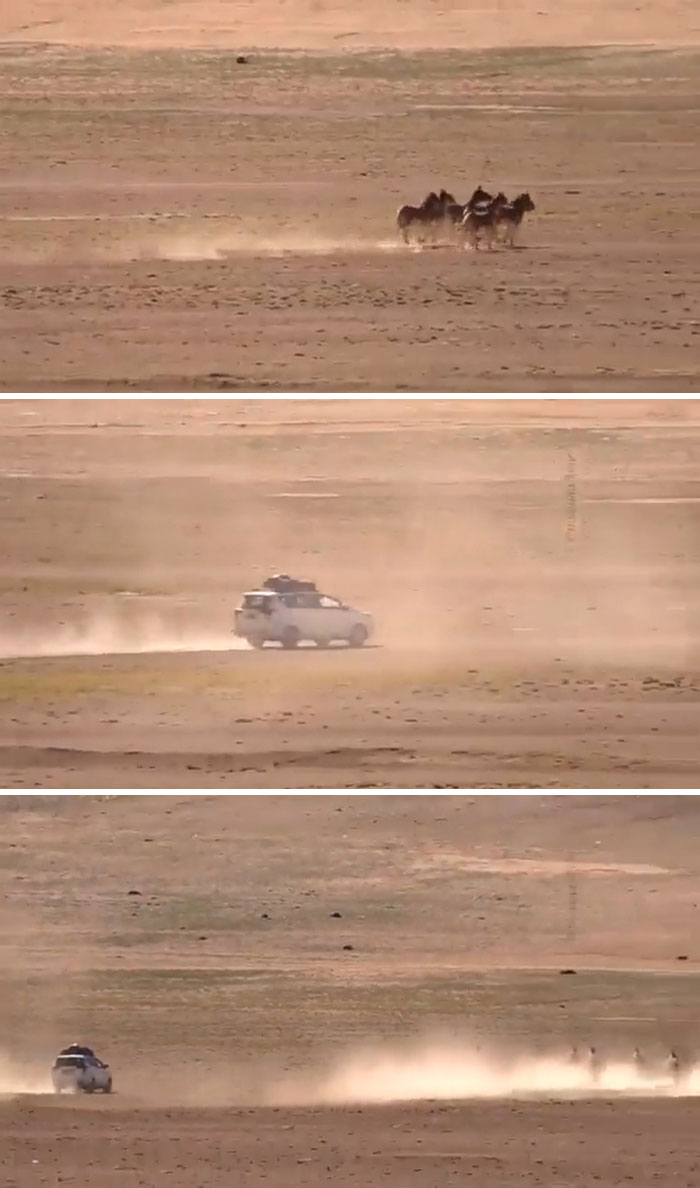 These Tourists Thought It Would Be A Good Time To Chase Native Wildlife