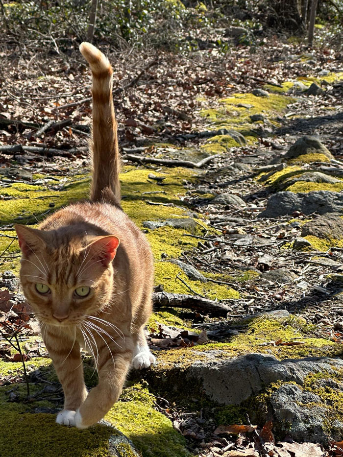 People Online Are In Love With This Adorable Cat Who Takes Its Owner&rsquo;s Guests For Guided Hikes