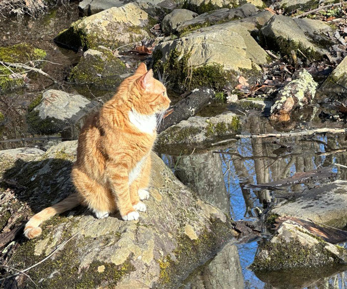 People Online Are In Love With This Adorable Cat Who Takes Its Owner&rsquo;s Guests For Guided Hikes