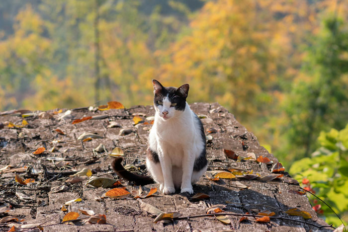 People Online Are In Love With This Adorable Cat Who Takes Its Owner&rsquo;s Guests For Guided Hikes