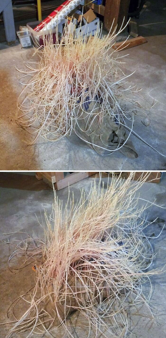 This Sack Of Potatoes I Left In The Basement About 4 Months Ago And Forgot About