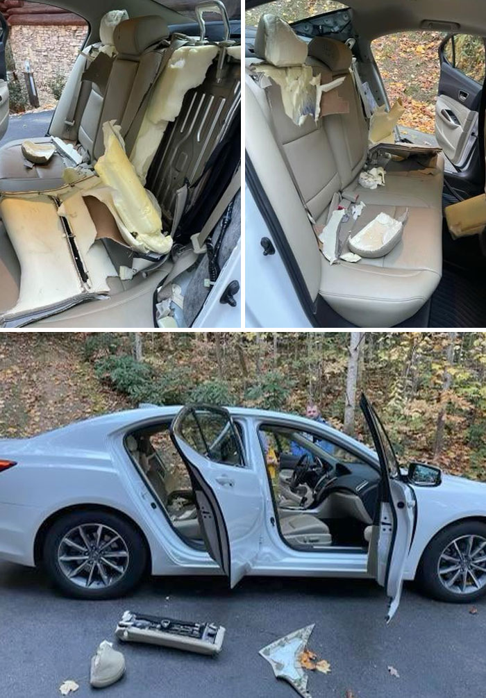 This Is What Happens When You Go To The Mountains And Forget To Lock Your Doors. I Bet The Insurance Claim Will Be Unbearable