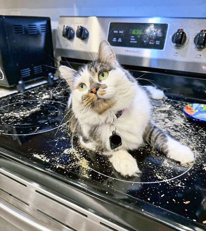 My Daughter Decided To Give Captain Beans Some Catnip. She Forgot To Put The Bag Away. I Came Home To This