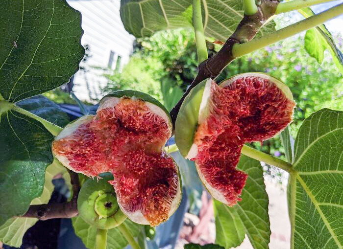 I Forgot To Check The Figs For Harvest. They Turned Into Demogorgons