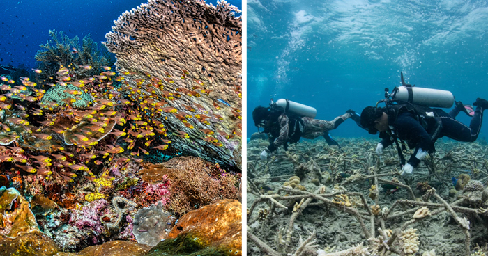 Full Recovery For A Lifeless Coral Reef Within 4 Years, Study Finds