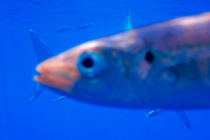 I Spent Thousands Of Dollars And Several Days To Get A Chance To Photograph A Great White Shark. Here It Is