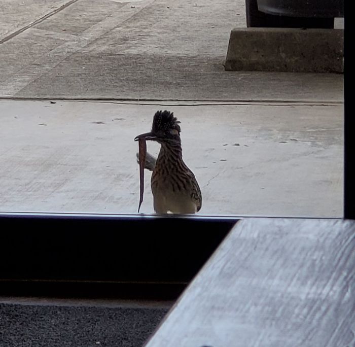 This Guy Pecks On Our Door Almost Daily And Brings Offerings Of Bugs Snakes And Lizards