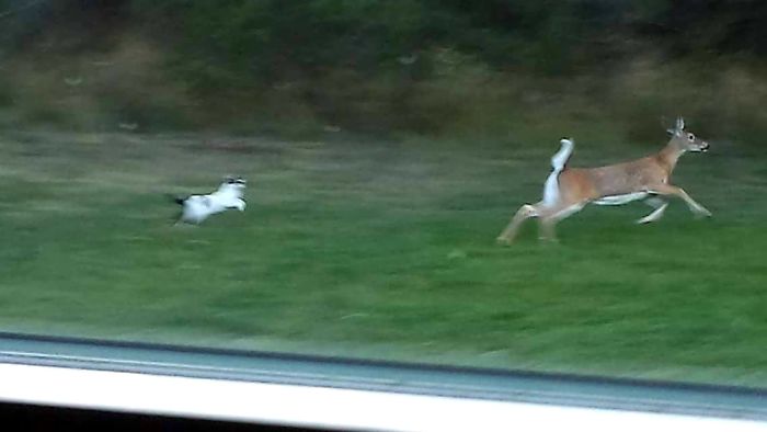 The Beautiful Whitetail Deer. Full Of Grace... And Our Idiot Cat Who Mistook Her For My Dog And Decided To Give Chase