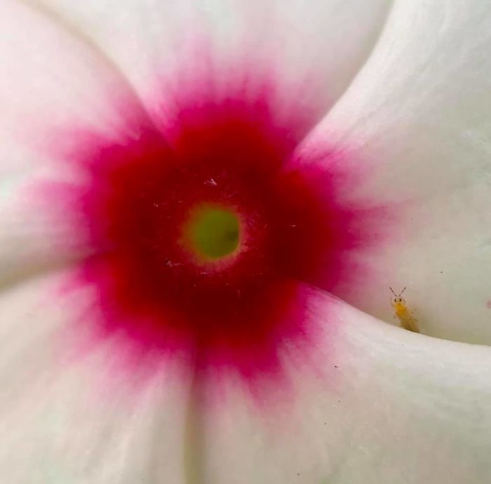 Photobombed By A Bug