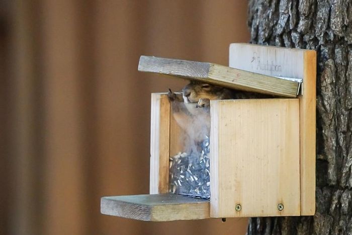 That Time A Squirrel Gave Me The Finger