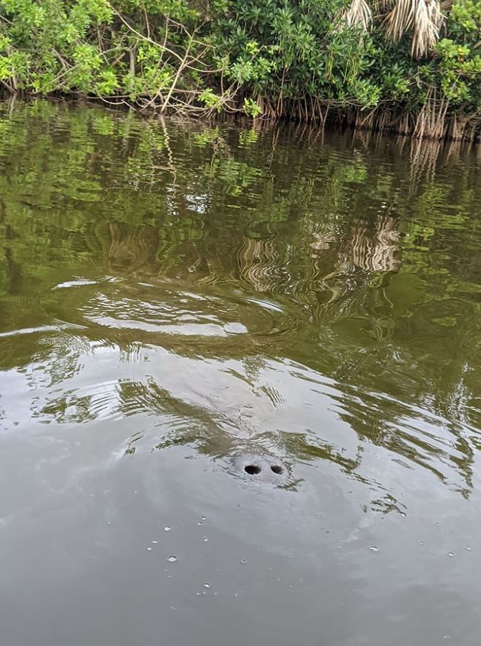 Behold, The Majestic Manatee!