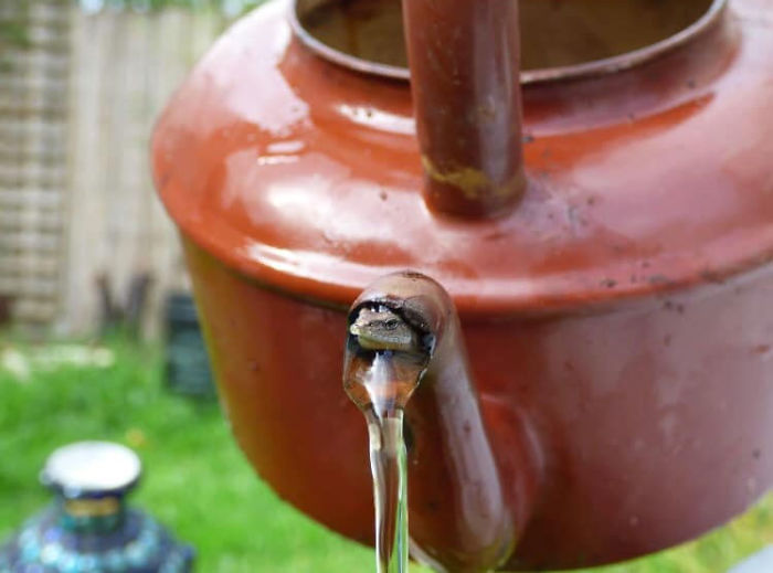 I Still Can’t Tell If This Is Crap Wildlife Photography Or Just Incredibly Cute Wildlife Photography