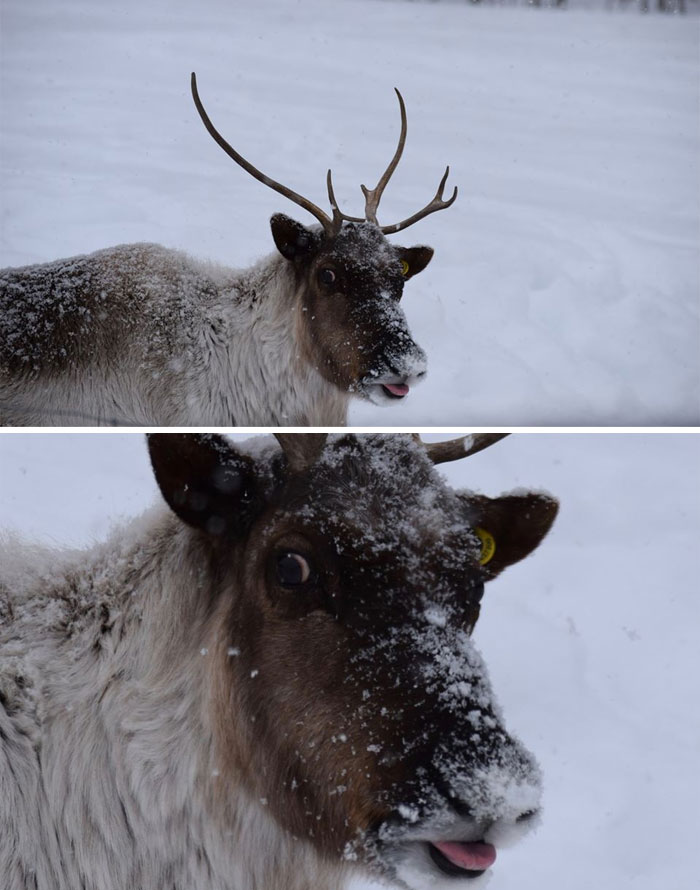 The Majestic Woodland Caribou