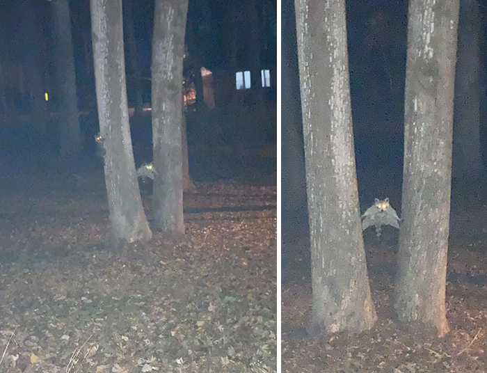 I Knew There Were Raccoons In The Tree But I Couldn’t See What They Were Doing Until The Flash Came On/Pictures Came Out