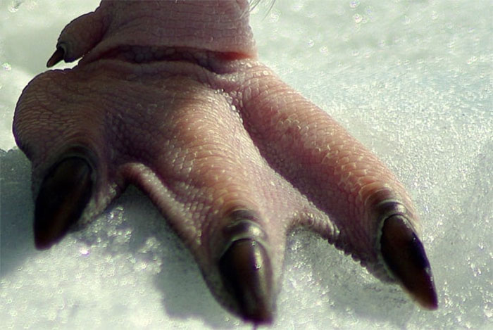 I Was Photographing A Penguin, Put The Telephoto Lens On And It Waddled Over To Stand Less Than A Meter Away So All I Could Get In The Frame Was Its Foot