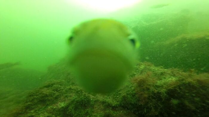 Behold. The Best Fish Picture I've Ever Taken