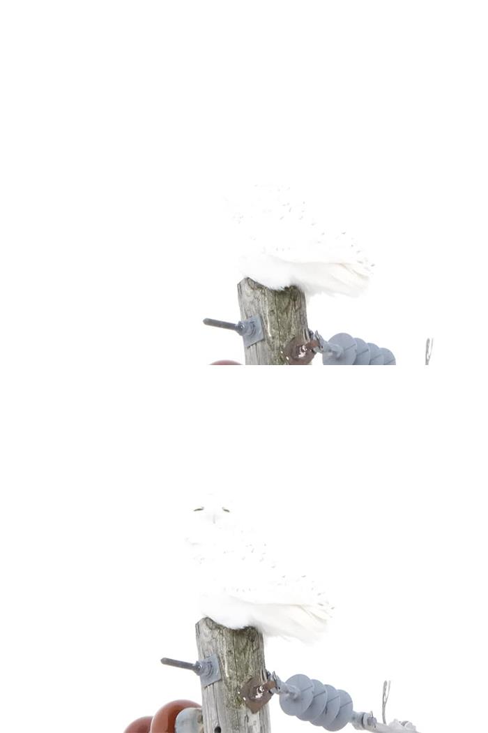 I Saw A Snowy Owl Today... I'd Say He Was Camouflaged Very Well