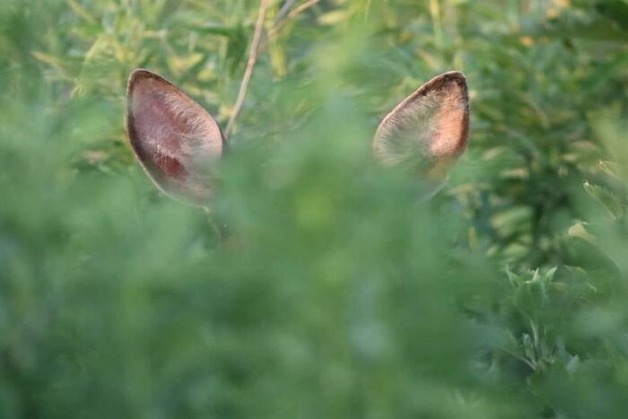 Nailed It! Prints Are Available