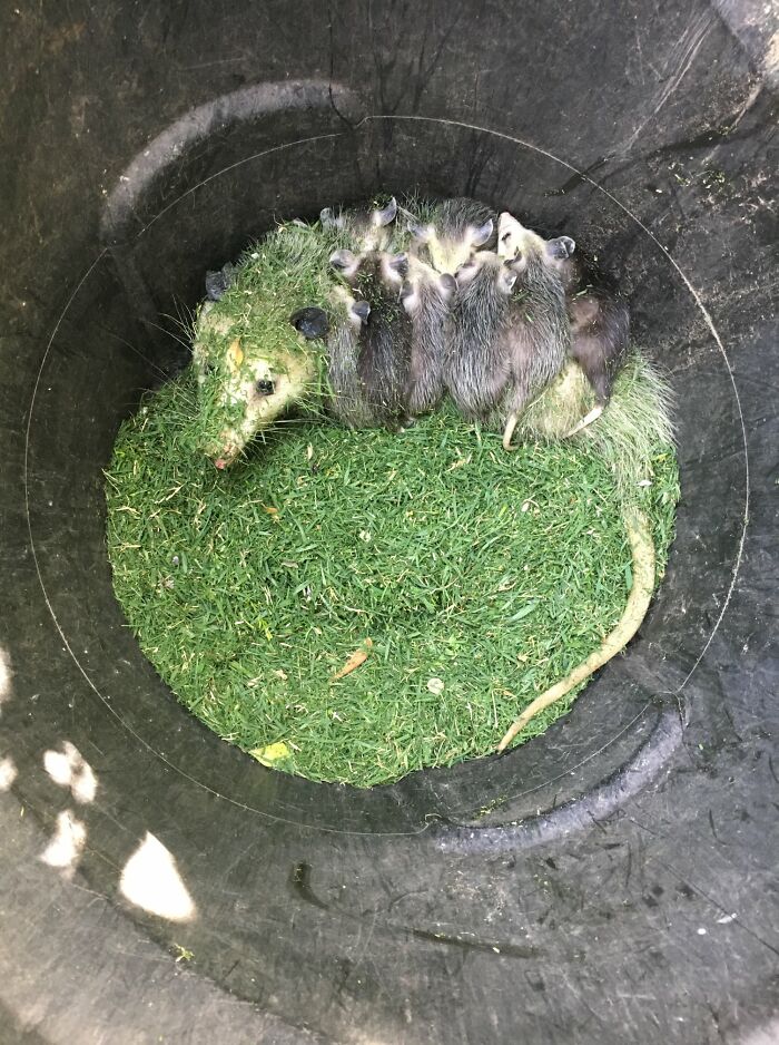 My Father-In-Law Mowed Half The Lawn, And Then Went To Empty Out The Collected Cuttings