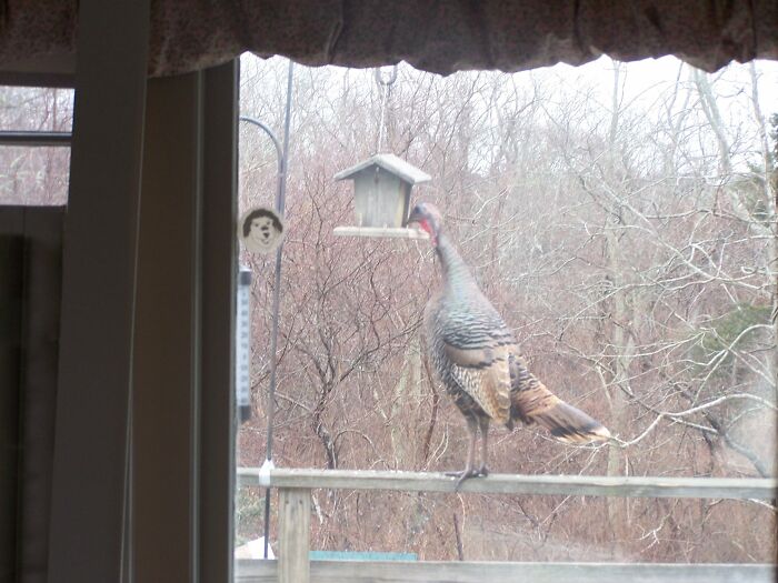 Wt F'n F. ?!?! Lets Get A Bird Feeder She Said. It'll Be Fun She Said