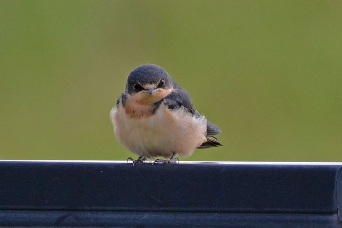 You've Heard Of The Blue Bird Of Happiness? This Ain't Him