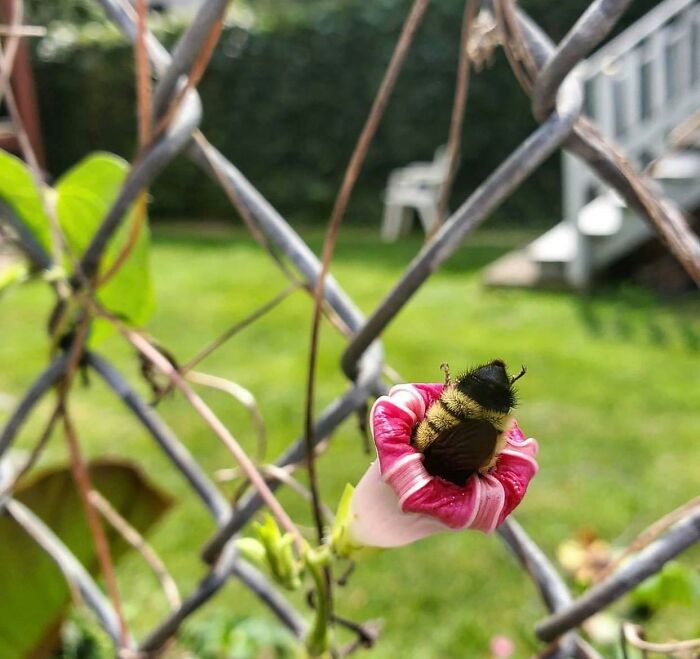 Yes! Yes! Pollinate Me, Baby!