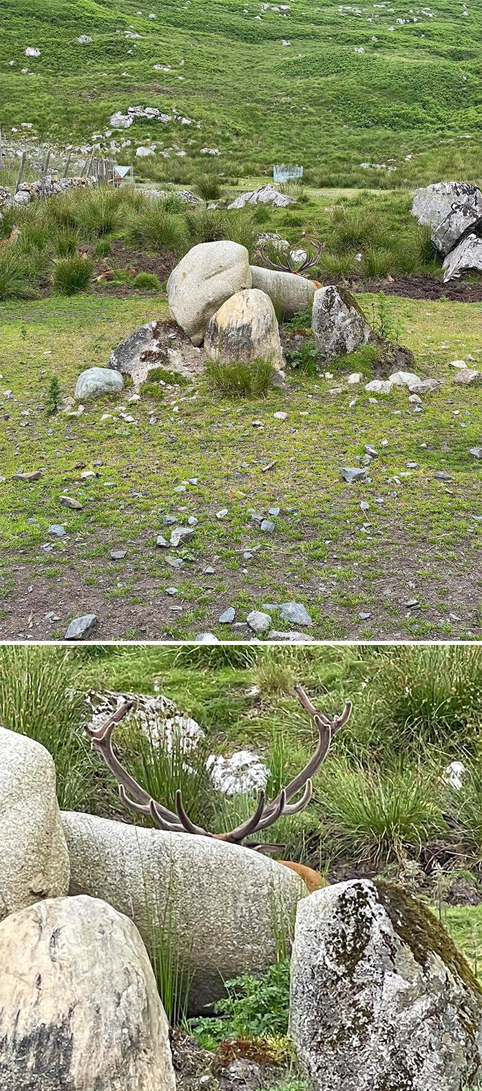 We Had A Quick Trip To Scotland And We Saw Some Red Deer. There Was A Magnificent Stag. Behold