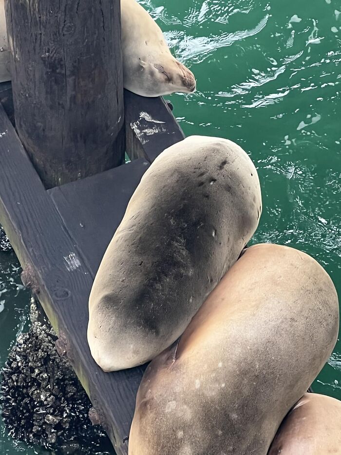 I Got Lucky Enough To See The Rare Northern California Sea Potato! Butter And Chives Not Included