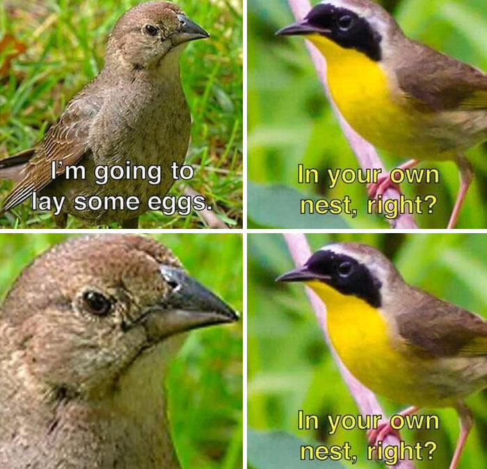 Funny-Birding-Memes